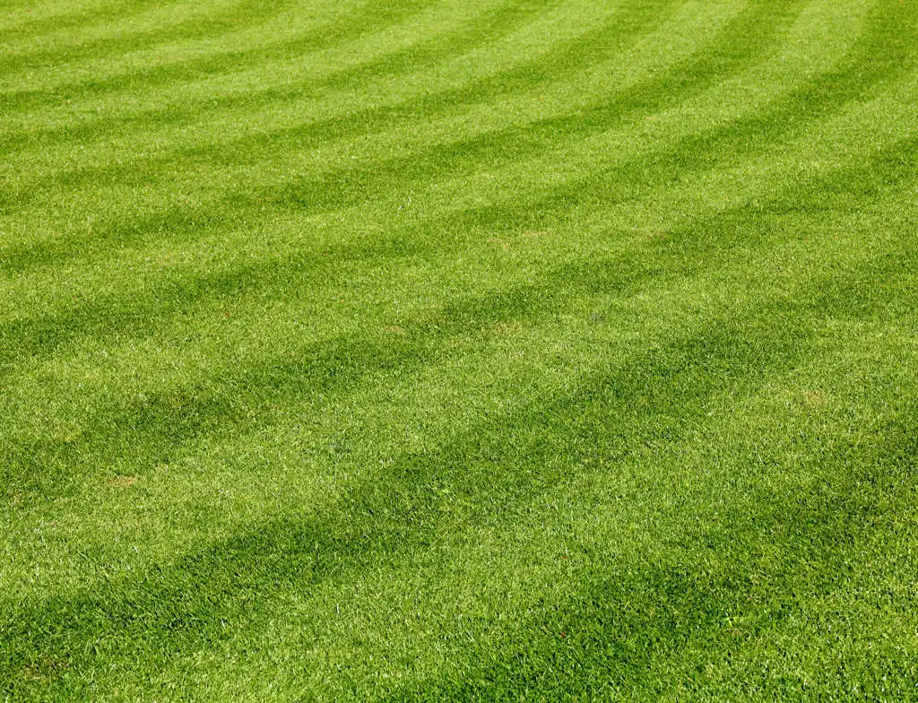 Perfect, healthy lawn of thick green grass recently mowed near Leawood, KS.